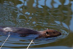 Busy Beaver