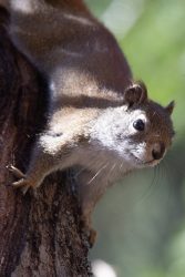 Young Squirrel