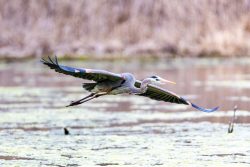 Great blue heron in flight